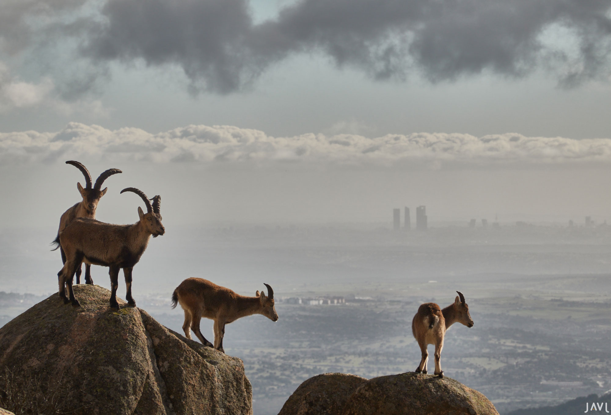Cabras montesas en la pedriza con las Cuatro Torres de Madrid al fondo