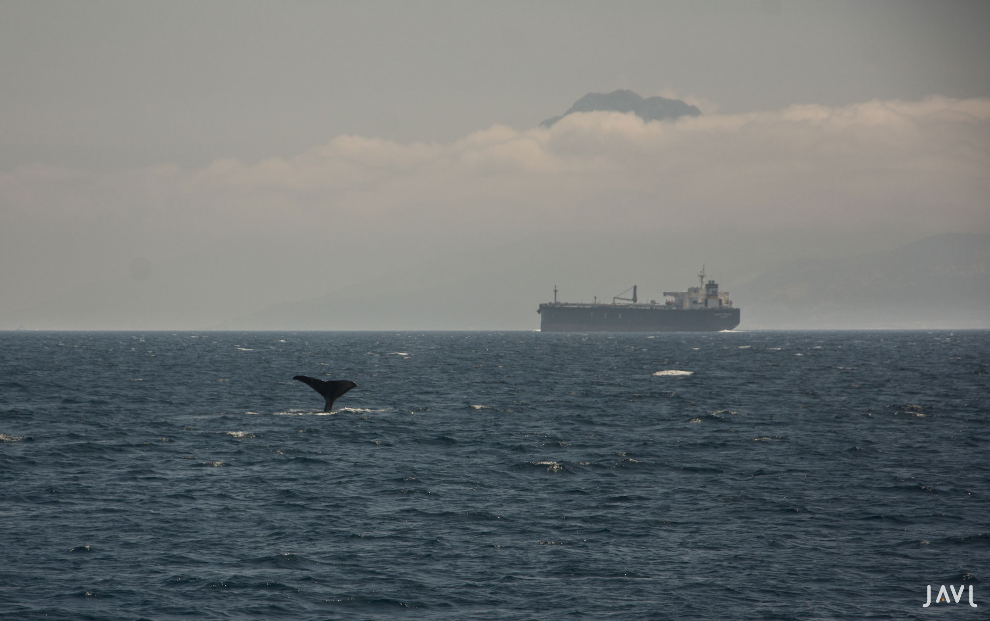 Cachalote en el estrecho de Gibraltar