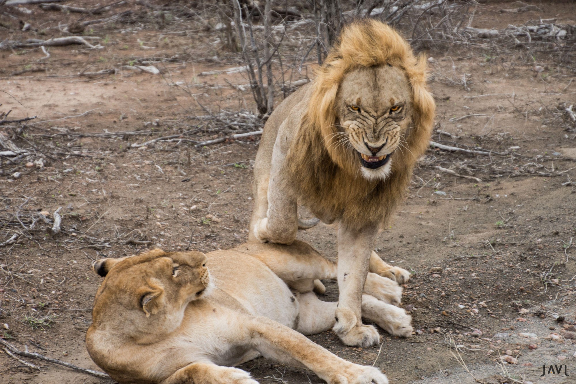 Leones en el parque nacional del Kruger