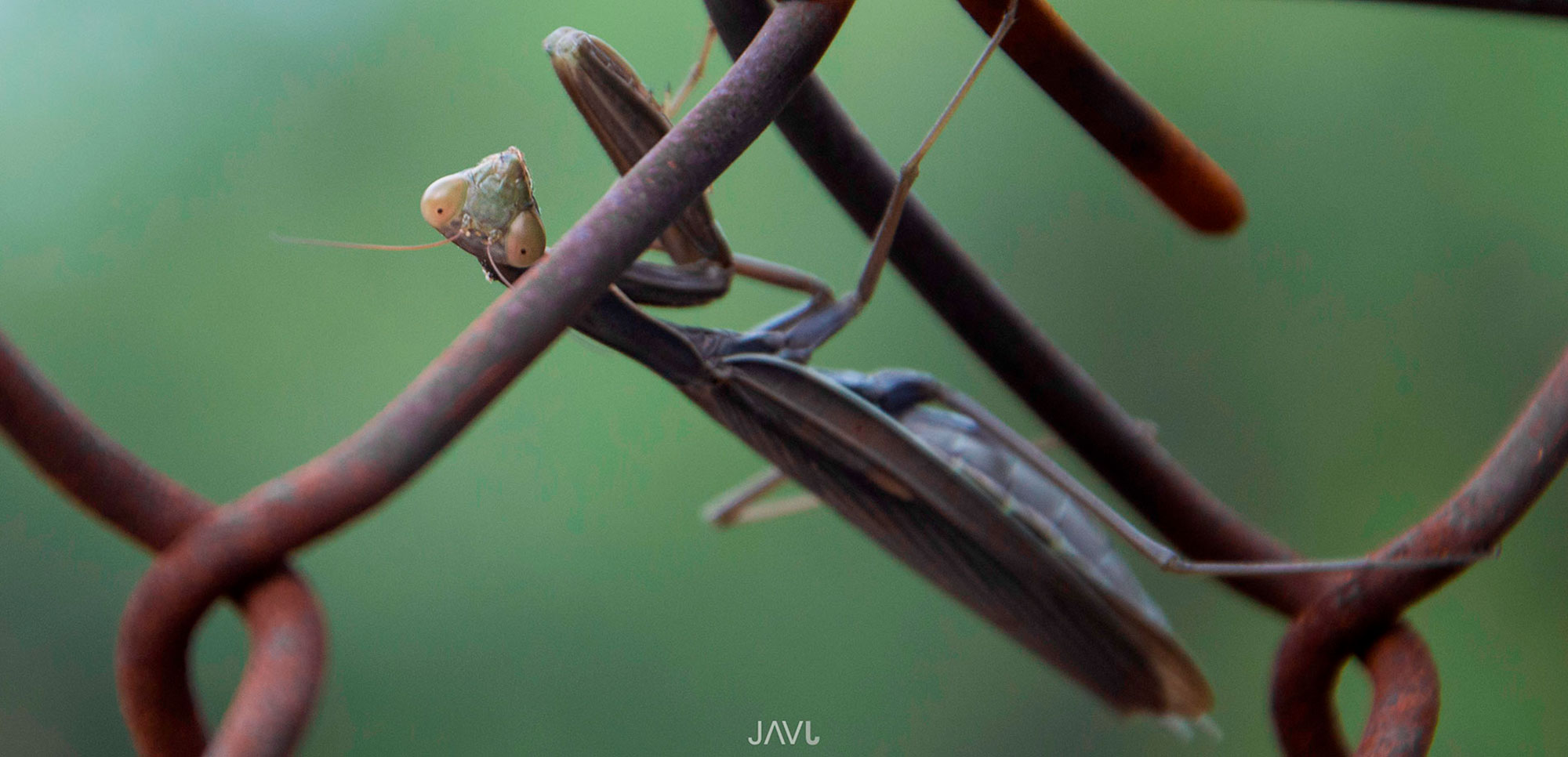 Mantis religiosa en una valla metálica