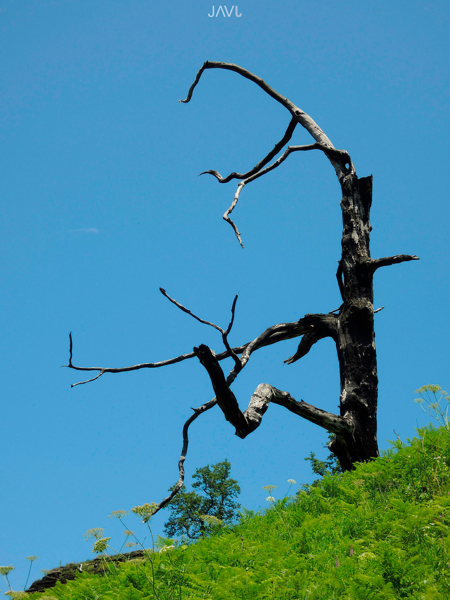 Un árbol seco en Holtzarte