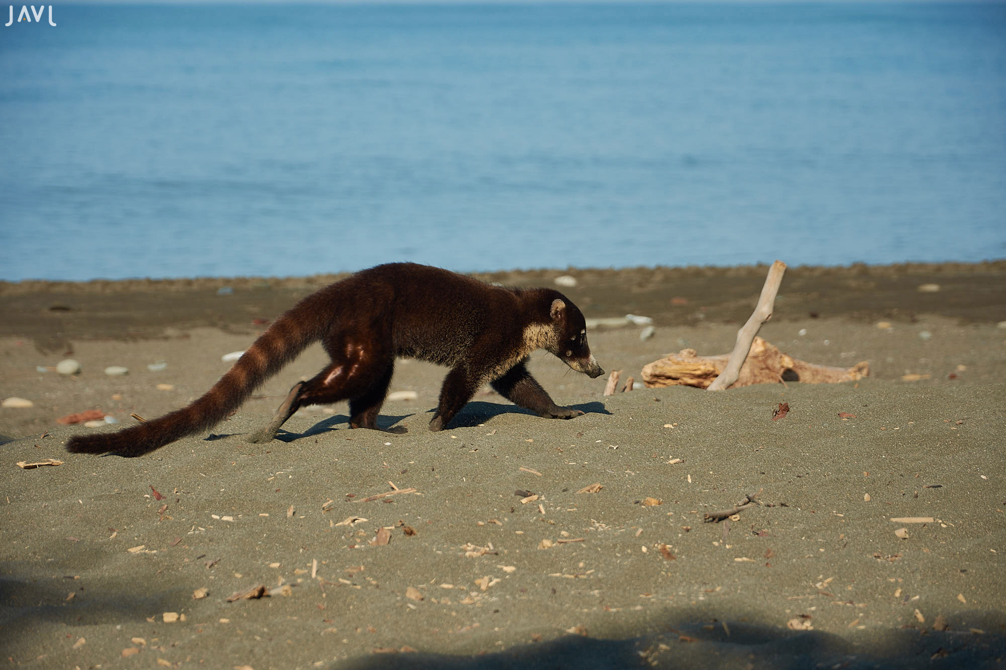 Coati en una playa de Corcovado