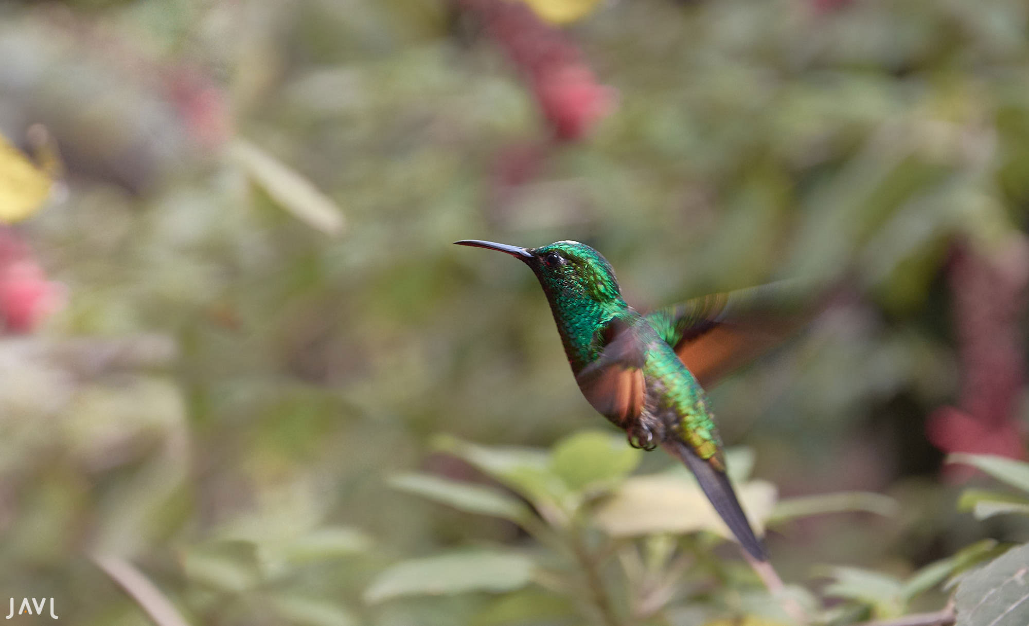 Colibrí volando en Monteverde