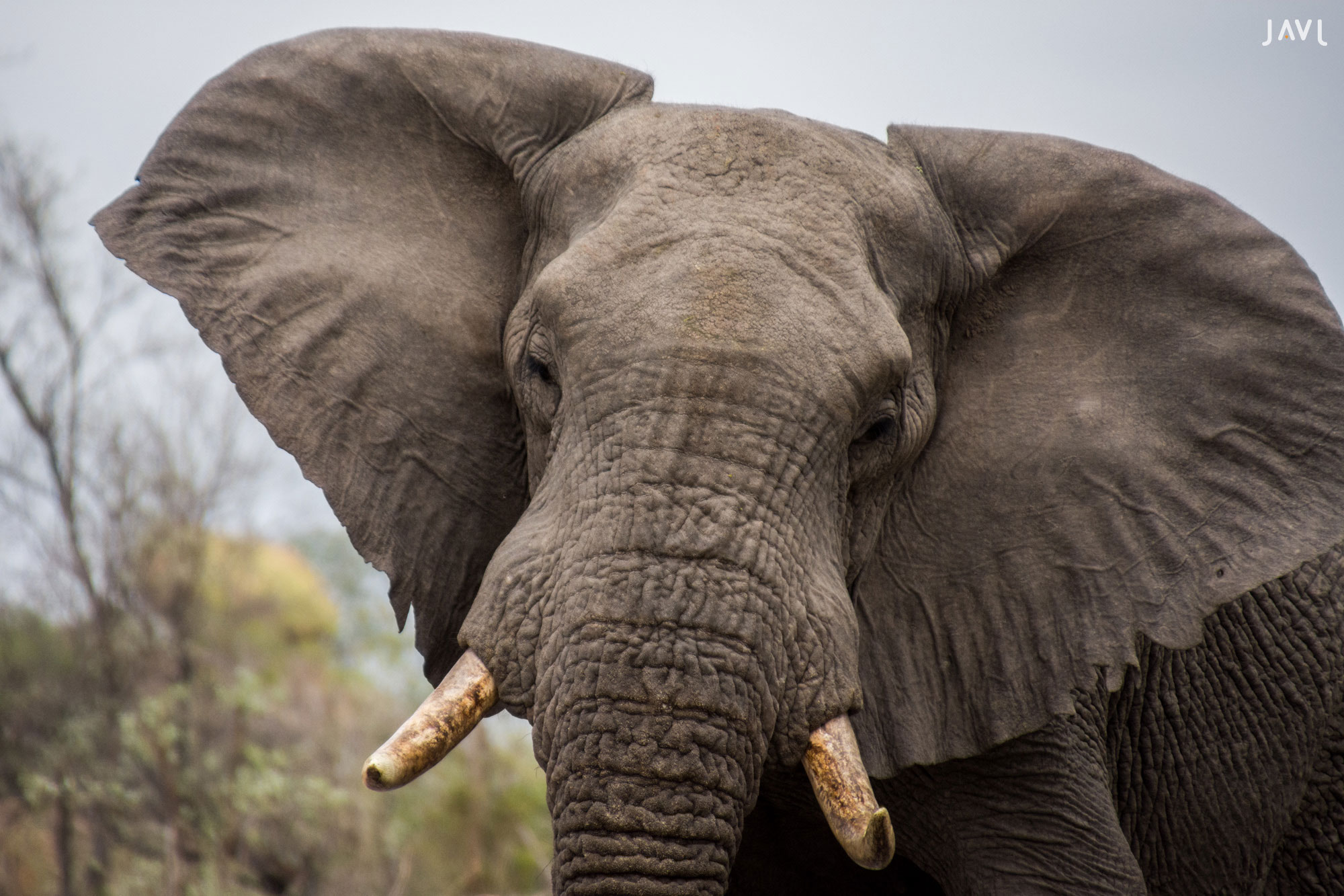 Elefante a punto de atacar en el Kruger