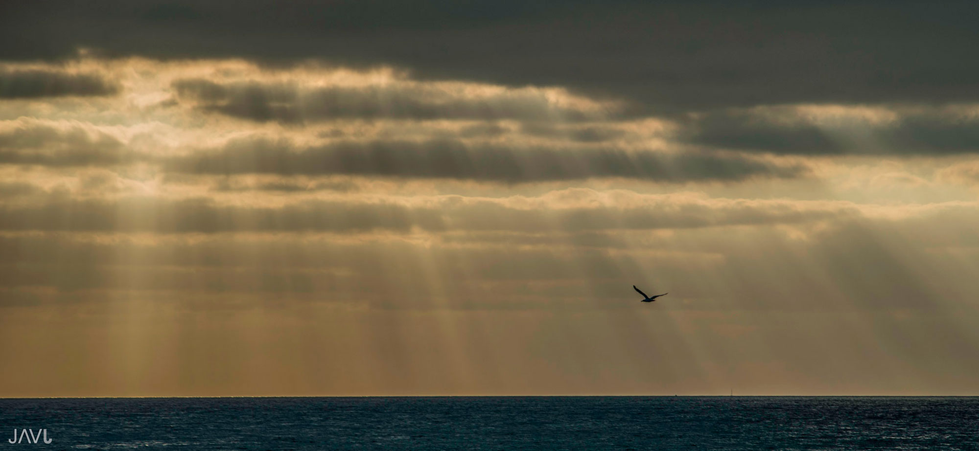 Gaviota entre los rayos de luz