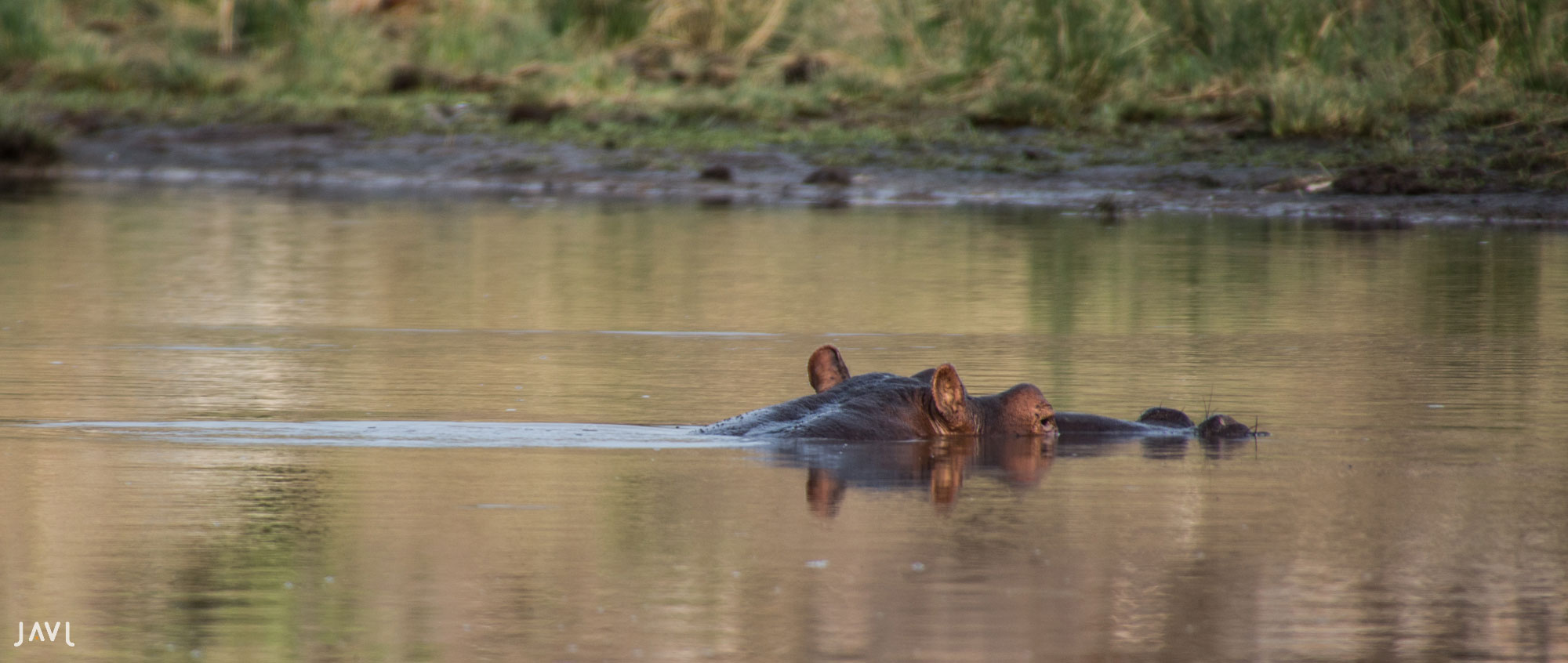 Hipopótamo asoma la cabeza en el agua