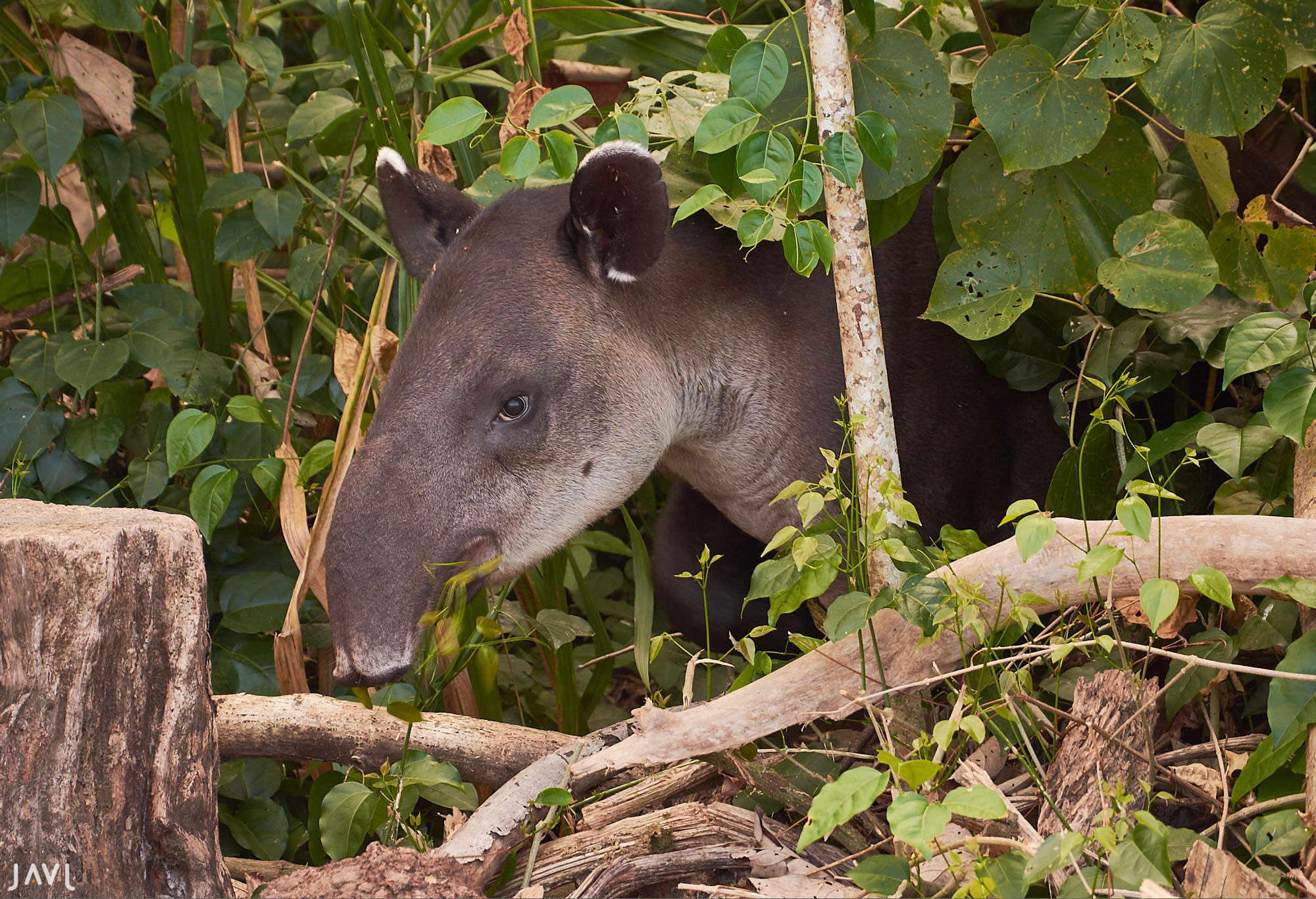 Tapir en Corcovado